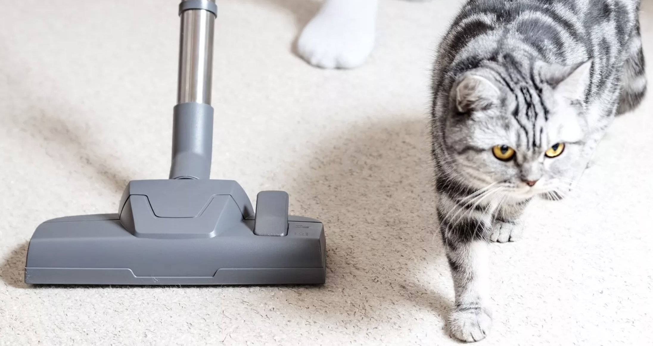 T3 Living Best Pet Vacuums 2020 The Top Ten Vacuums For Pet Hair